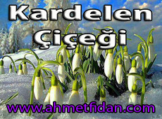 kardelen-cicegi